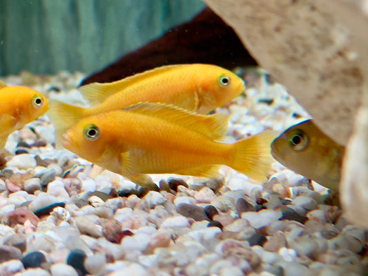 Saulosi Zebramaulbrüter Pseudotropheus saulosi