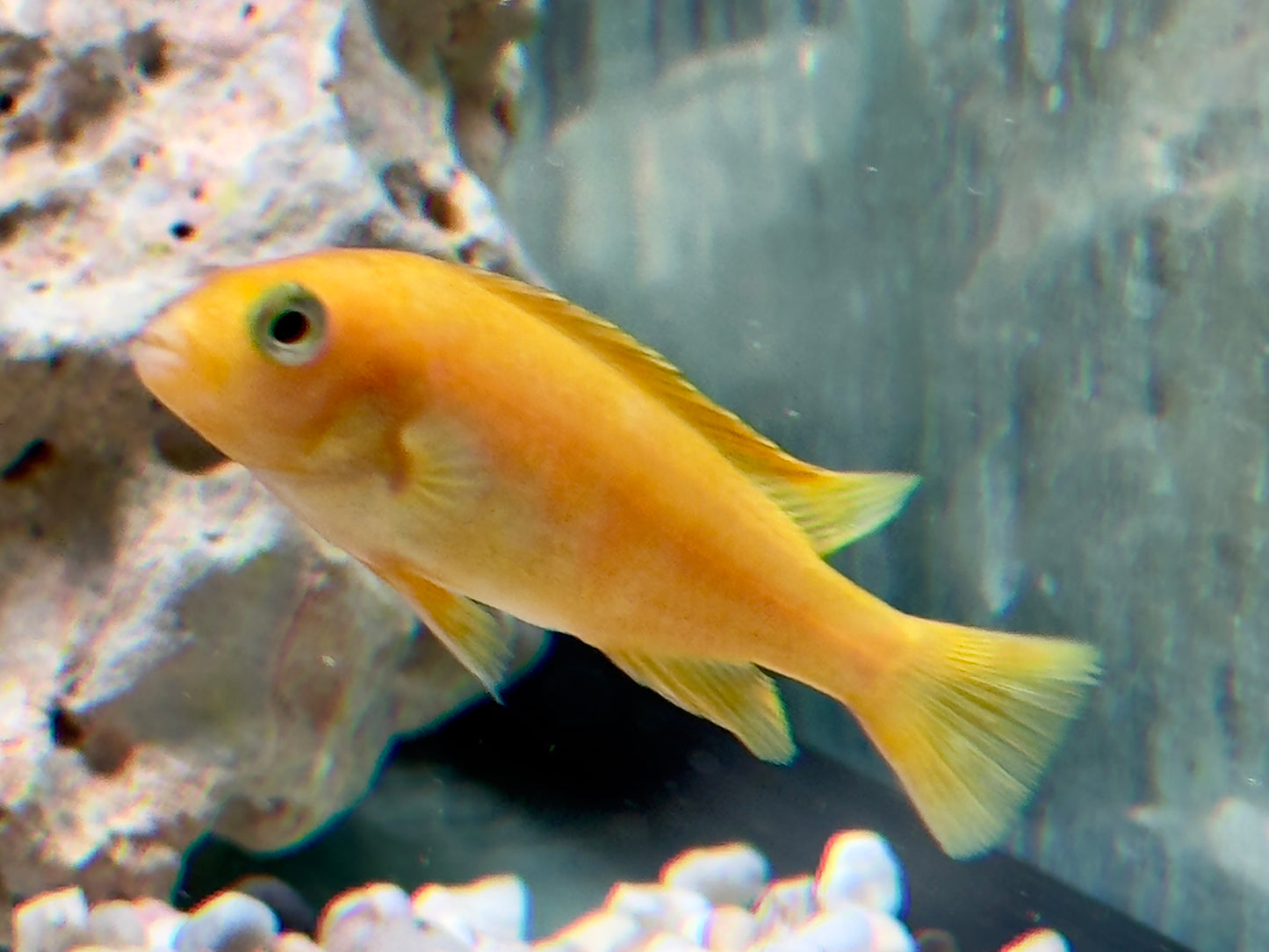 Saulosi Zebramaulbrüter Pseudotropheus saulosi
