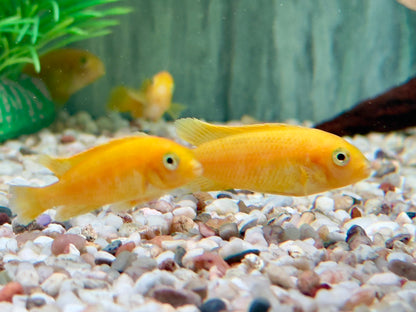 Saulosi Zebramaulbrüter Pseudotropheus saulosi