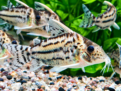 Schöner Hochflossen Panzerwels Brochis l Corydoras pulcher XL