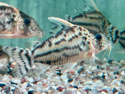 Schöner Hochflossen Panzerwels Brochis l Corydoras pulcher XL