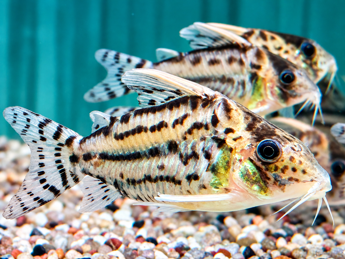 Schöner Hochflossen Panzerwels Brochis l Corydoras pulcher XL