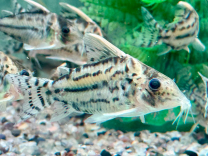 Schöner Hochflossen Panzerwels Brochis l Corydoras pulcher XL