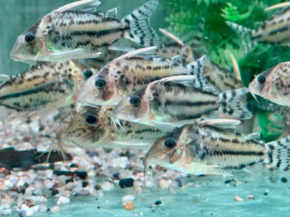 Schöner Hochflossen Panzerwels Brochis l Corydoras pulcher XL