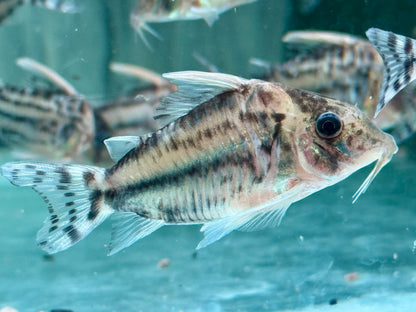 Schöner Hochflossen Panzerwels Brochis l Corydoras pulcher XL