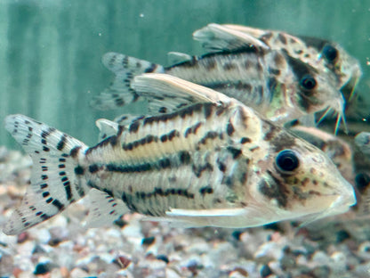 Schöner Hochflossen Panzerwels Brochis l Corydoras pulcher XL