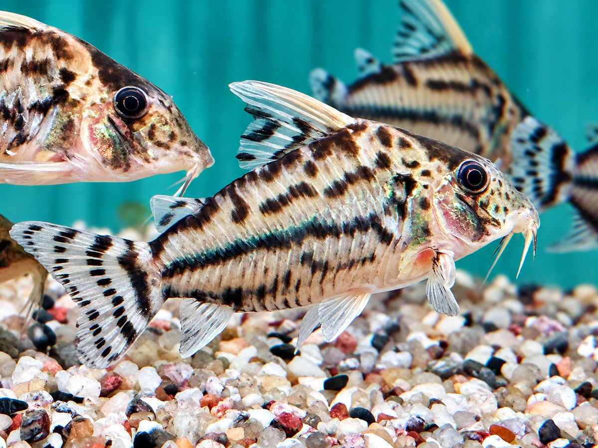 Schöner Hochflossen Panzerwels Brochis l Corydoras pulcher XL