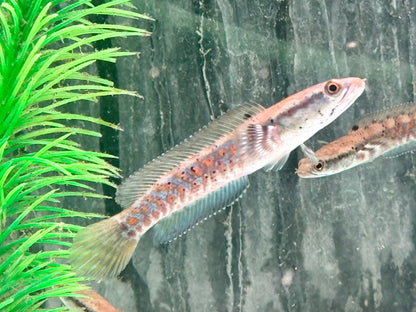 Schöner Schlangenkopffisch Channa pulchra