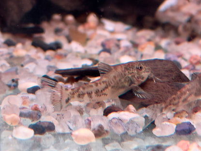 Schabrackenpanzerwelse Scleromystax barbatus  3-3,5 cm