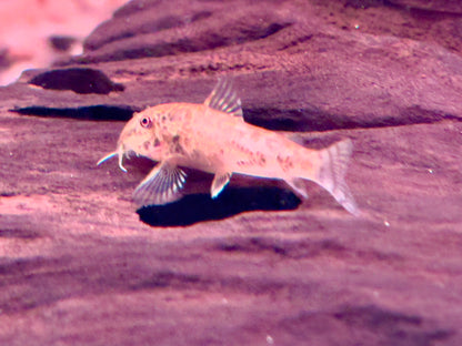 Schabrackenpanzerwelse Scleromystax barbatus  3-3,5 cm