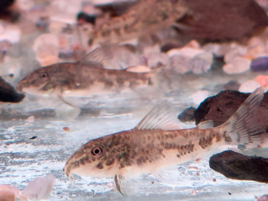 Schabrackenpanzerwelse Scleromystax barbatus  3-3,5 cm
