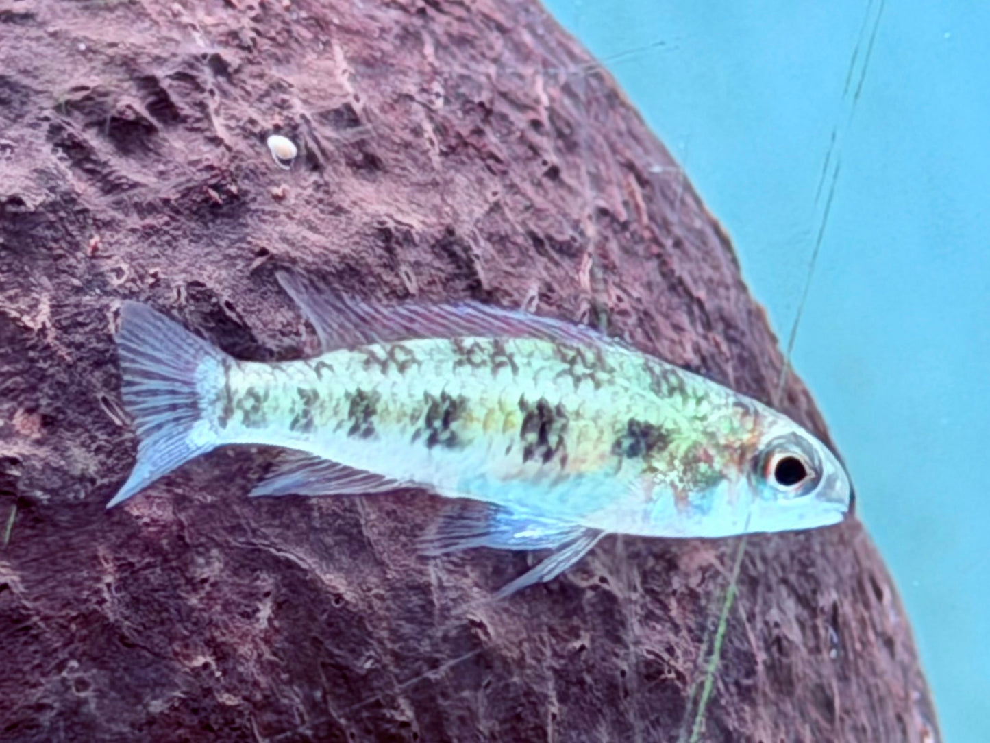 Schachbrett Cichlide Dicrossus Crenicara filamentosus