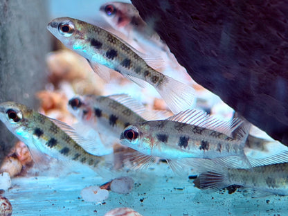 Schachbrett Cichlide Dicrossus Crenicara filamentosus