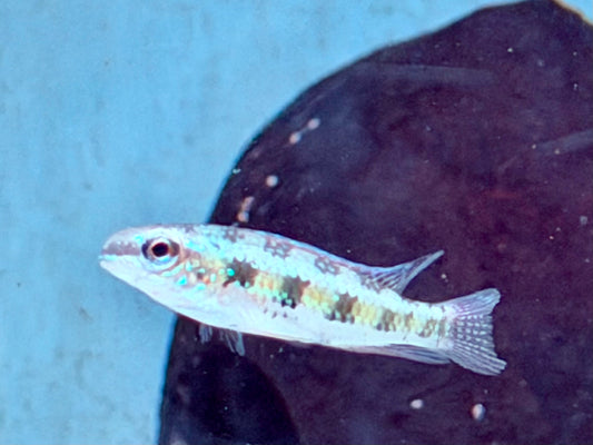 Schachbrett Cichlide Dicrossus Crenicara filamentosus