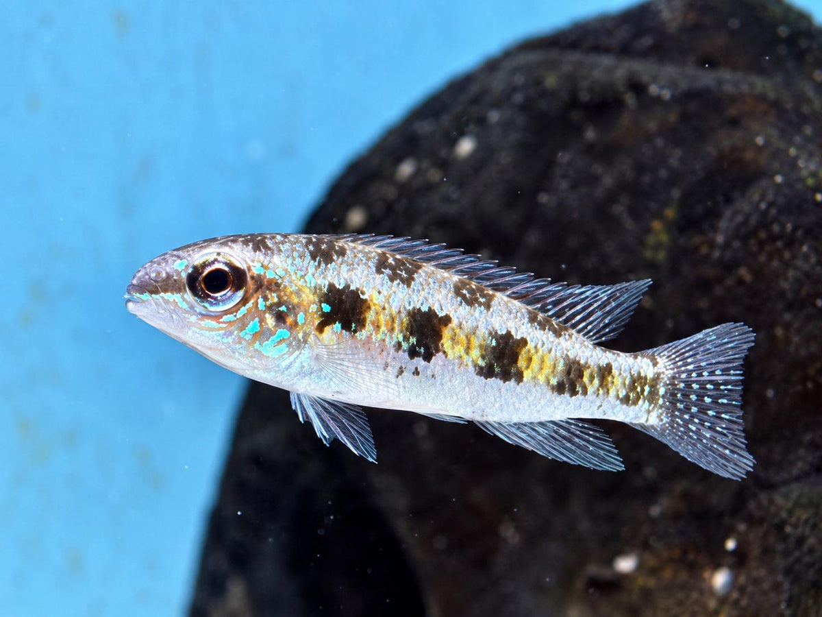 Schachbrett Cichlide Dicrossus Crenicara filamentosus