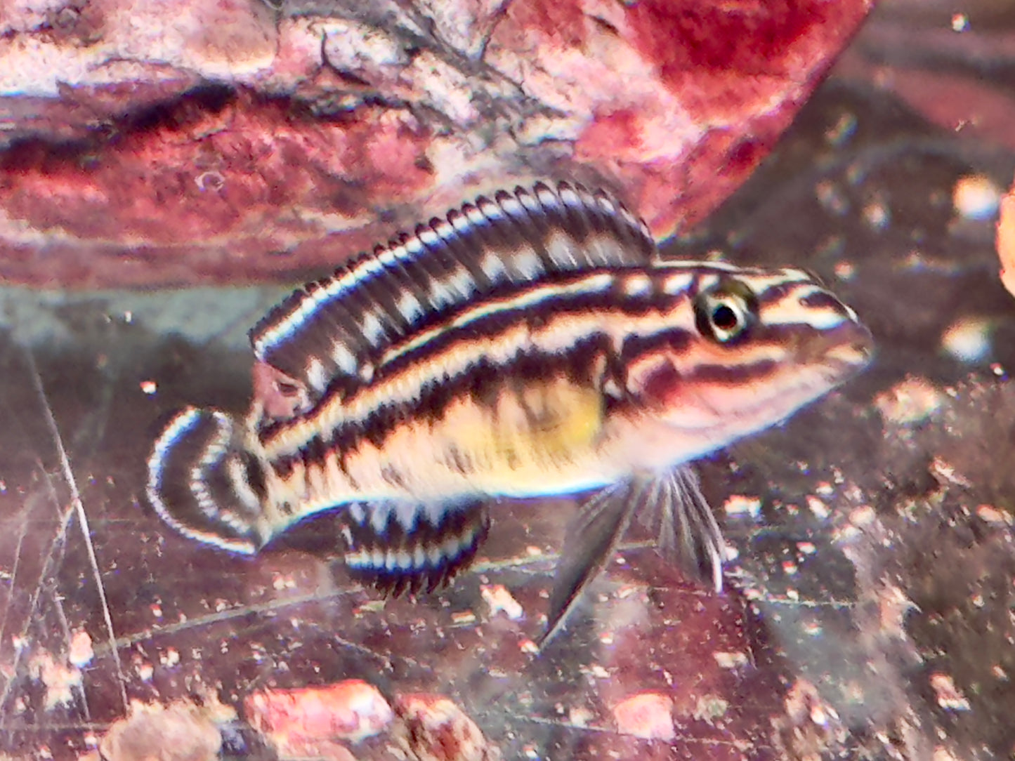 Schachbrett Schlankcichlide Julidochromis marlieri
