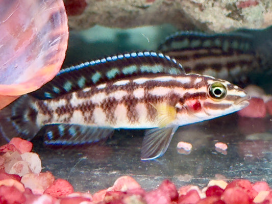 Schachbrett Schlankcichlide Julidochromis marlieri