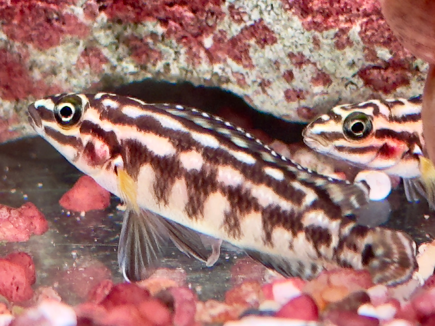 Schachbrett Schlankcichlide Julidochromis marlieri