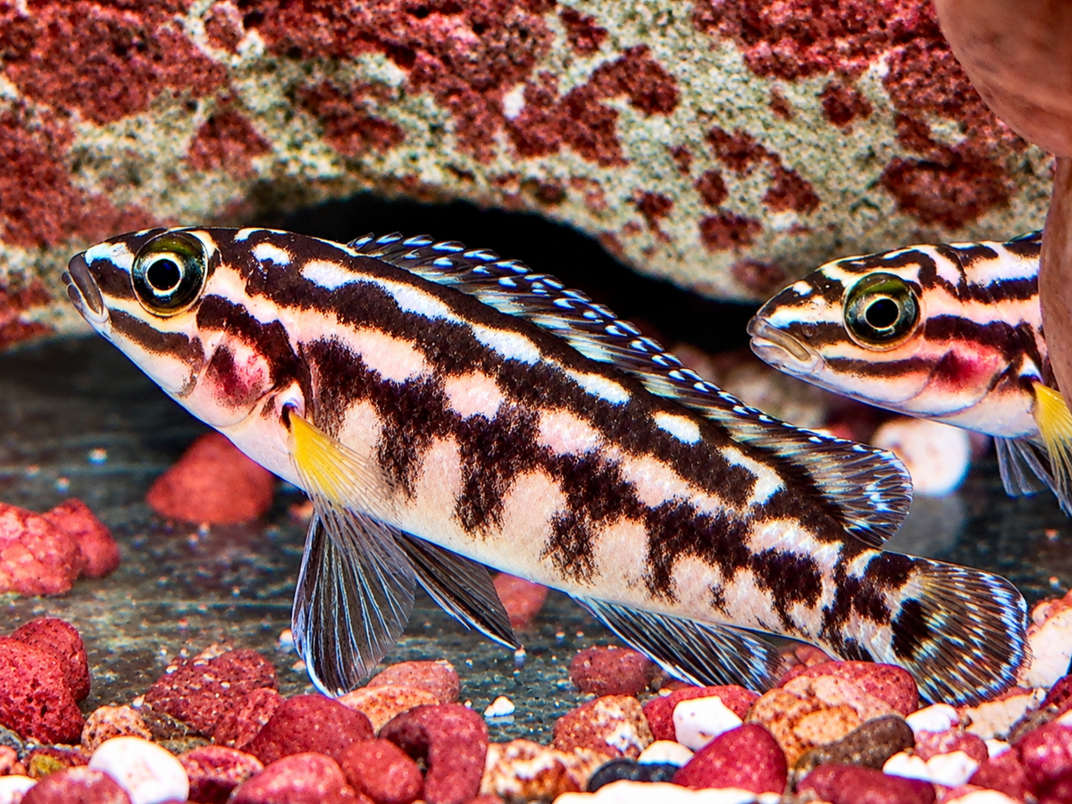 Schachbrett Schlankcichlide Julidochromis marlieri