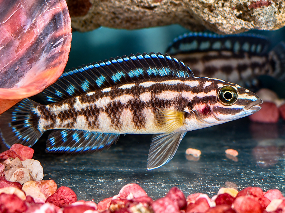 Schachbrett Schlankcichlide Julidochromis marlieri