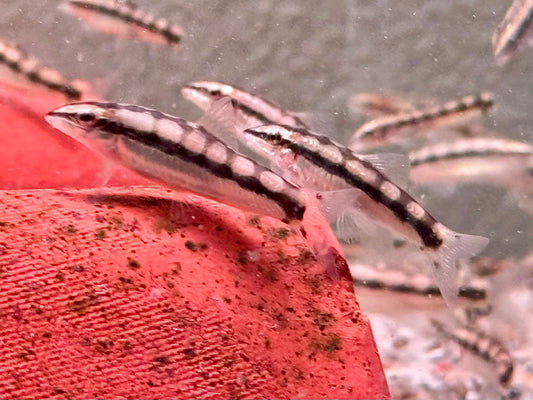 Schachbrettschmerle Yasuhikotakia (Botia) sidthmunki
