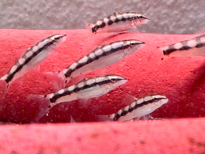Schachbrettschmerle Yasuhikotakia (Botia) sidthmunki