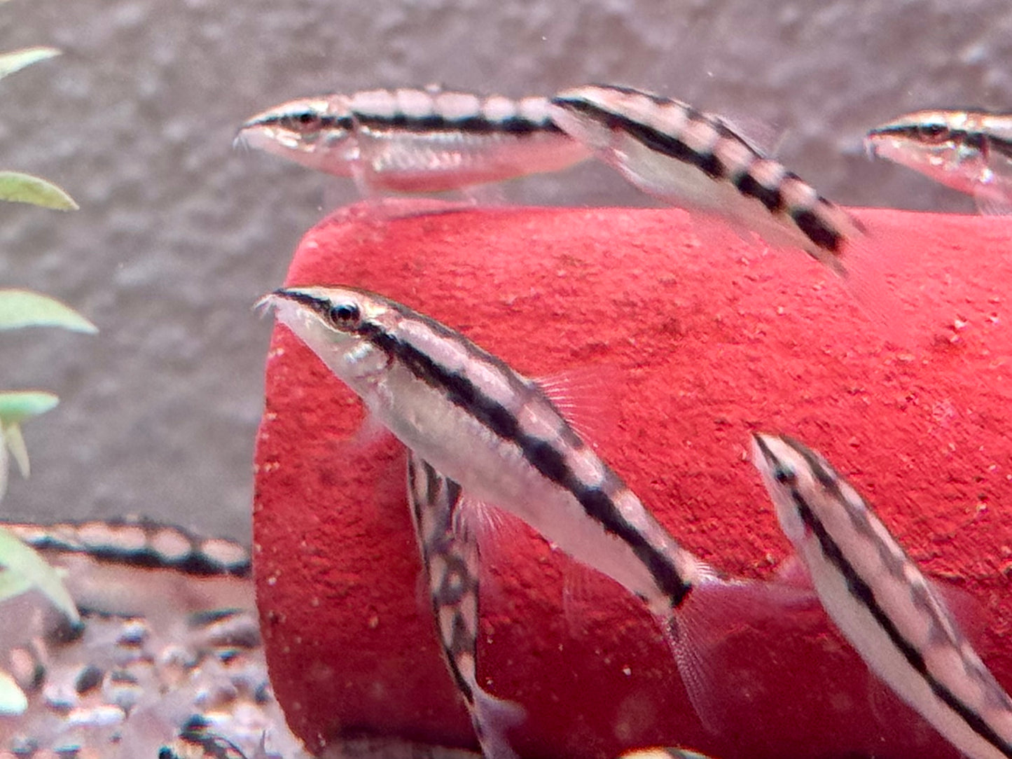 Schachbrettschmerle Yasuhikotakia (Botia) sidthmunki