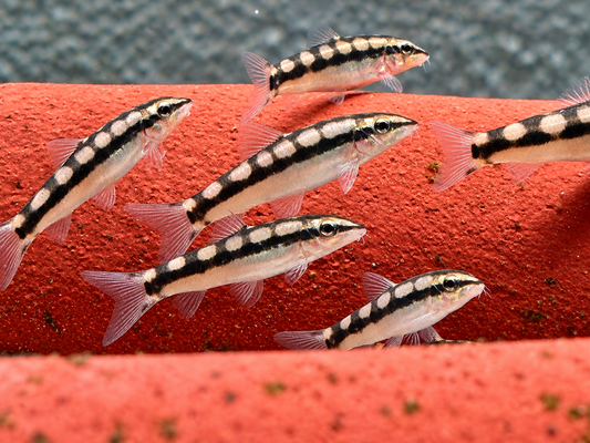Schachbrettschmerle Yasuhikotakia (Botia) sidthmunki
