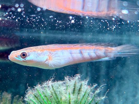 Schlangenkopffisch Channa marulioides red barito 11-13 cm