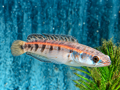 Schlangenkopffisch Channa marulioides red barito 13-17 cm