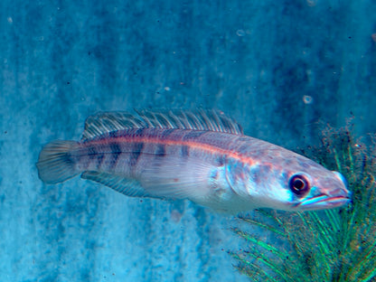 Schlangenkopffisch Channa marulioides red barito 11-13 cm