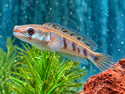 Schlangenkopffisch Channa marulioides red barito 13-17 cm