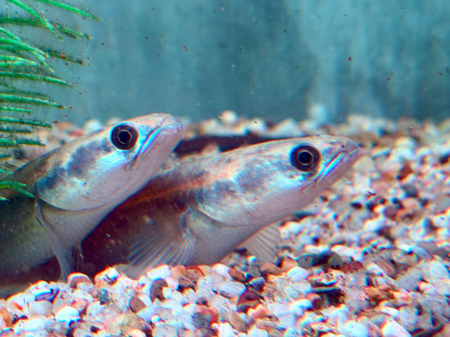 Schlangenkopffisch Channa marulioides red barito 11-13 cm