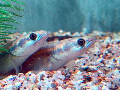 Schlangenkopffisch Channa marulioides red barito 11-13 cm