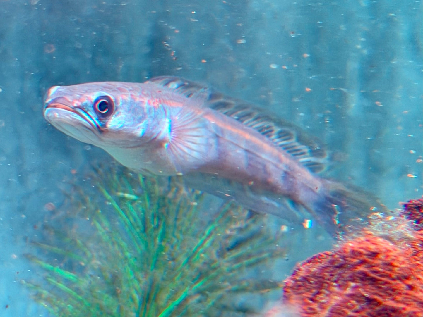 Schlangenkopffisch Channa marulioides red barito 11-13 cm