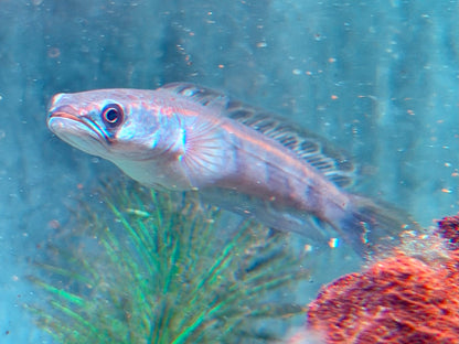Schlangenkopffisch Channa marulioides red barito 11-13 cm