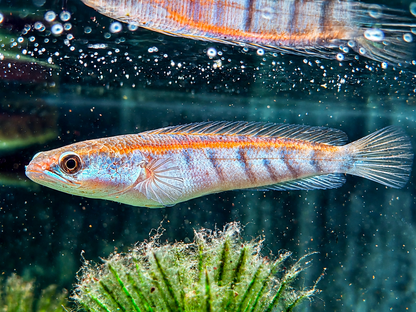 Schlangenkopffisch Channa marulioides red barito 13-17 cm