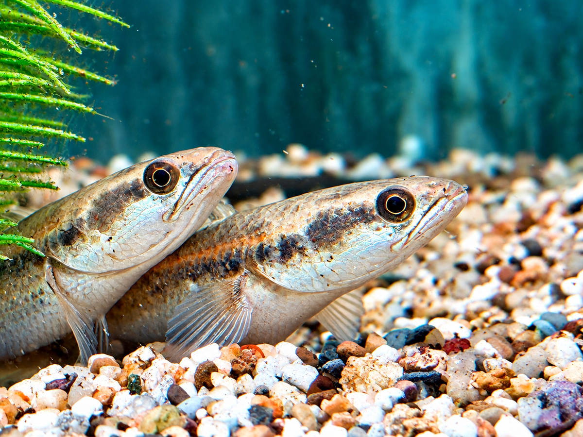 Schlangenkopffisch Channa marulioides red barito 13-17 cm