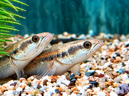 Schlangenkopffisch Channa marulioides red barito 13-17 cm