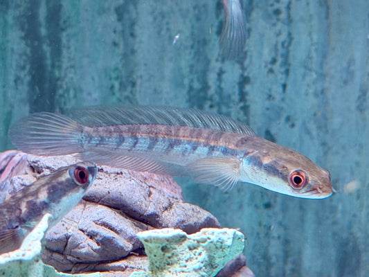 Schlangenkopffisch Channa marulioides yellow sentarum 9-10 cm