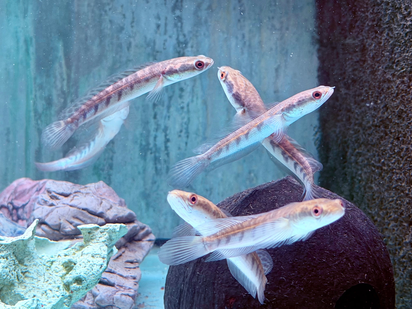 Schlangenkopffisch Channa marulioides yellow sentarum 9-10 cm