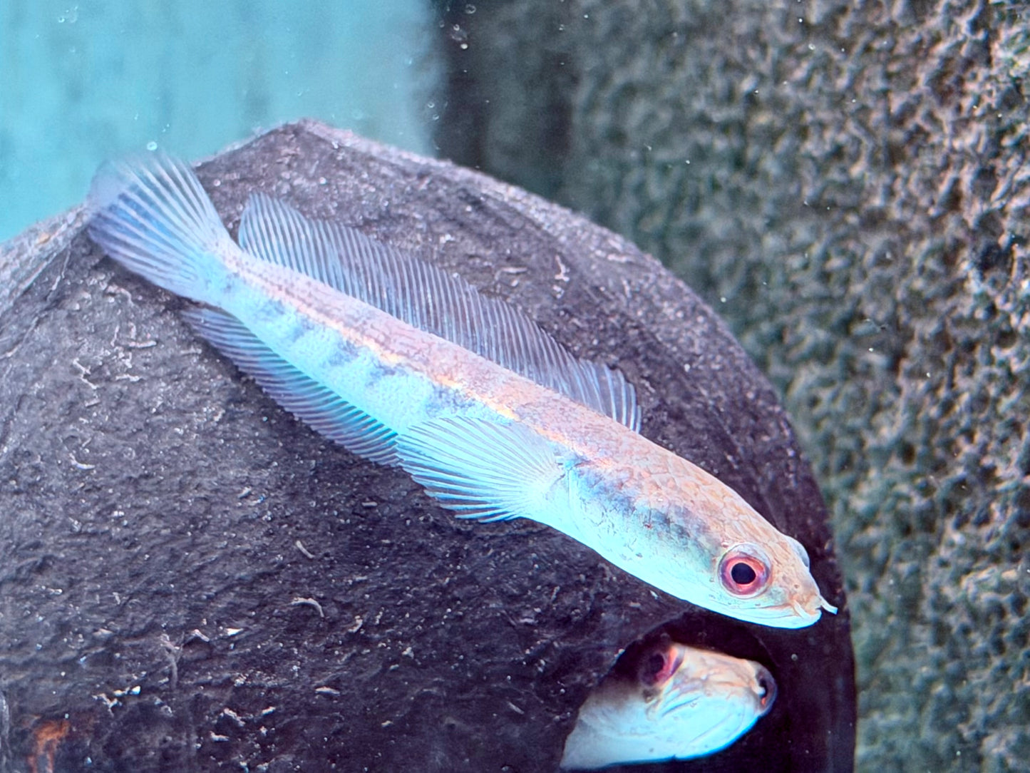 Schlangenkopffisch Channa marulioides yellow sentarum 9-10 cm