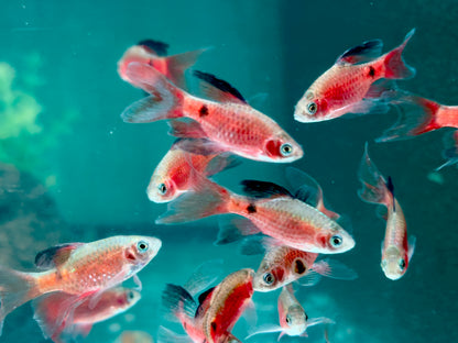 Schleier Prachtbarbe rot Pethia Puntius conchonius