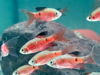 Schleier Prachtbarbe rot Pethia Puntius conchonius