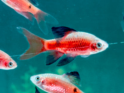 Schleier Prachtbarbe rot Pethia Puntius conchonius
