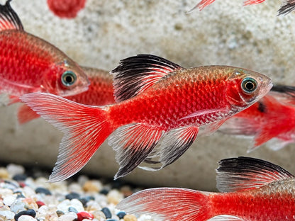 Schleier Prachtbarbe rot Pethia Puntius conchonius