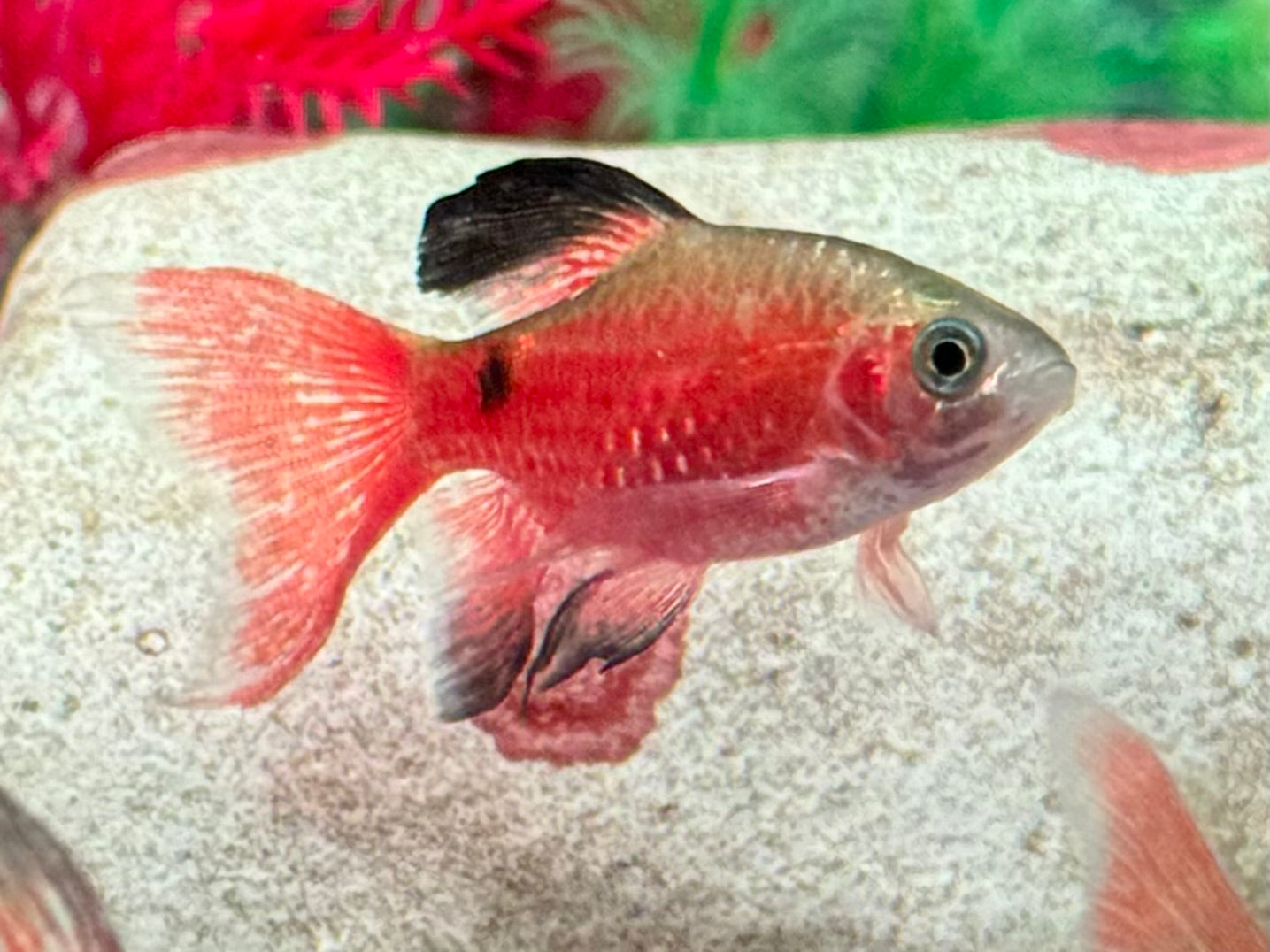 Schleier Prachtbarbe rot Pethia Puntius conchonius