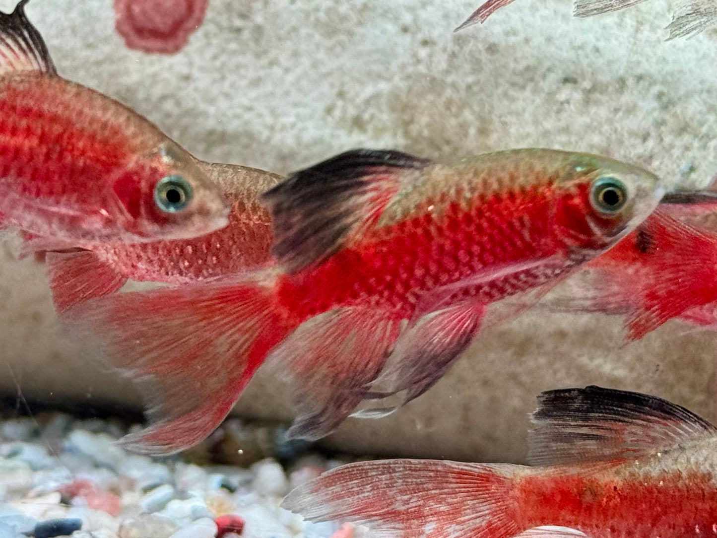 Schleier Prachtbarbe rot Pethia Puntius conchonius