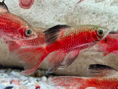 Schleier Prachtbarbe rot Pethia Puntius conchonius