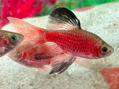 Schleier Prachtbarbe rot Pethia Puntius conchonius